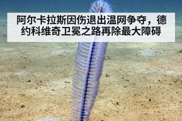 阿尔卡拉斯因伤退出温网争夺，德约科维奇卫冕之路再除最大障碍